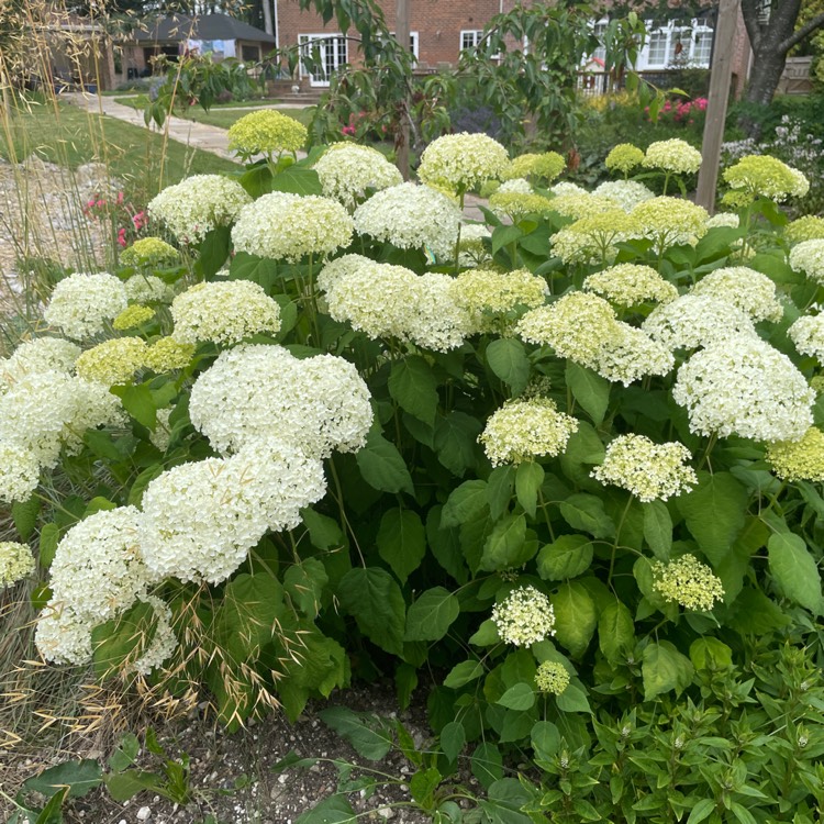 plant image 1675170 plant image 1675170