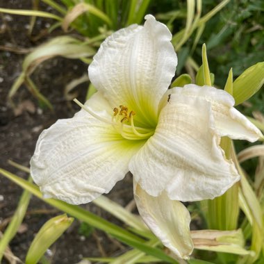 Daylily 'Gentle Shepherd'