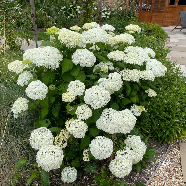 plant image 1676792 plant image 1676792
