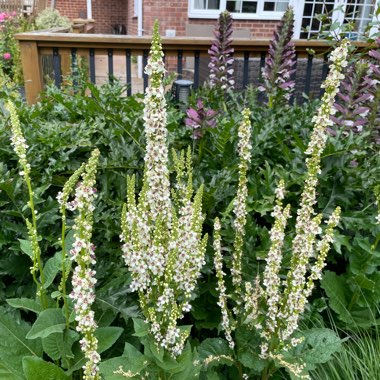 Mullein