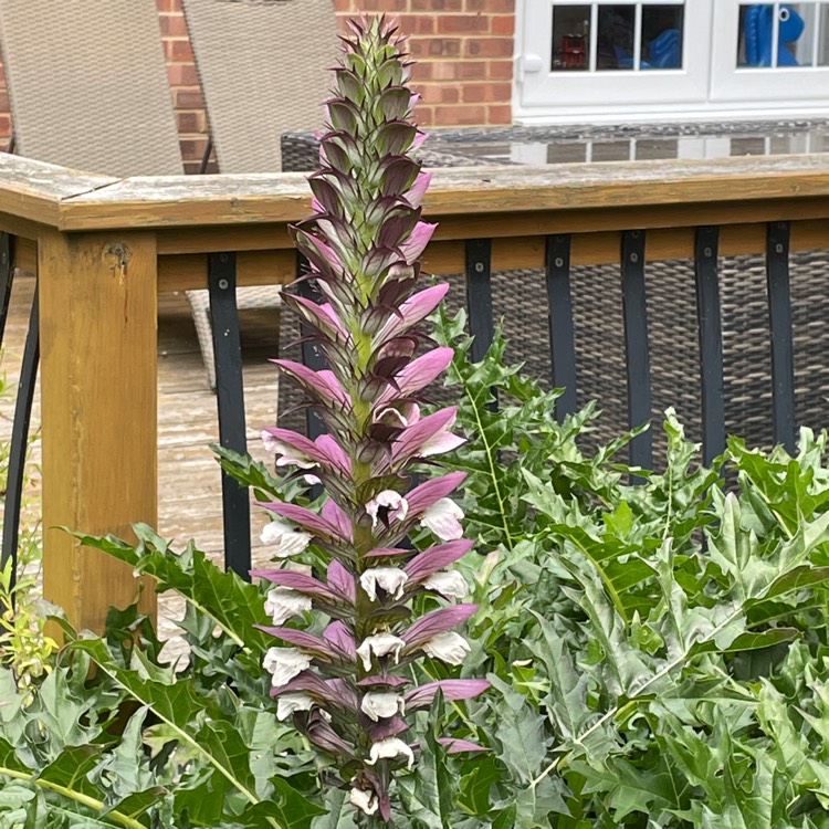 plant image 1676795 plant image 1676795