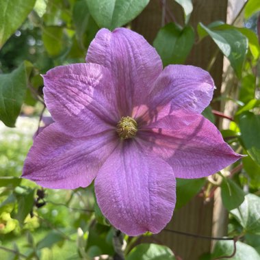 DazGardener's plant