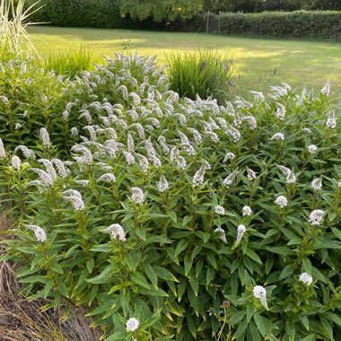Gooseneck Loosestrife
