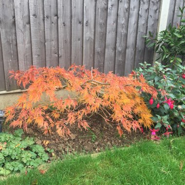 Deb's garden
