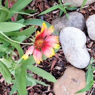 Denise's garden