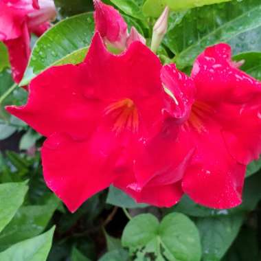 Mandevilla 'Alice du Pont'
