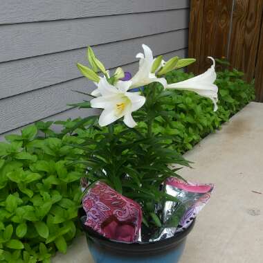 Diana's garden