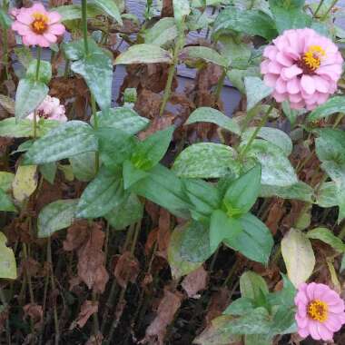 Diana's garden