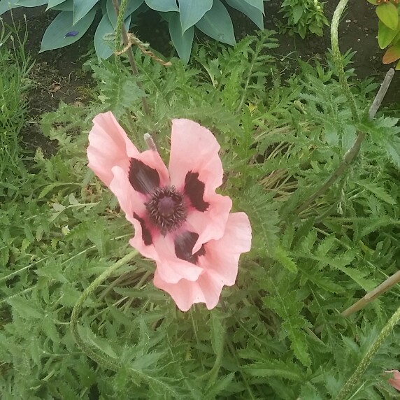 Plant image Papaver orientale 'Coral Reef'