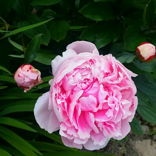 Plant image Paeonia x festiva 'Rosea Plena' syn. Paeonia officinalis 'Rosea Plena', Paeonia 'Old Double Rose'