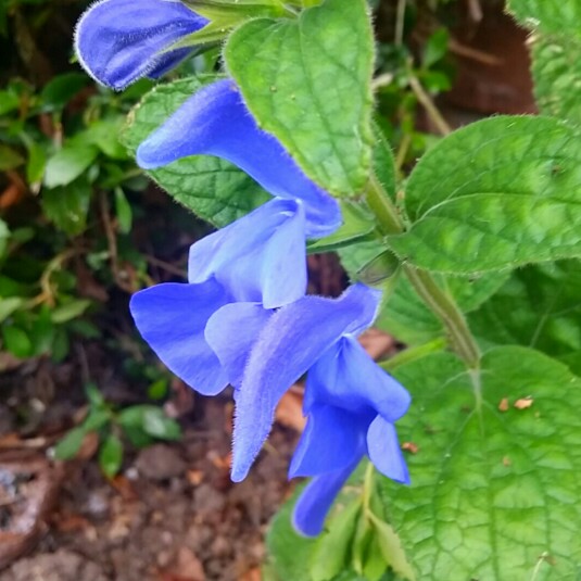 Plant image Salvia x sylvestris 'Blaukonigin' syn. Salvia 'Blue Queen'