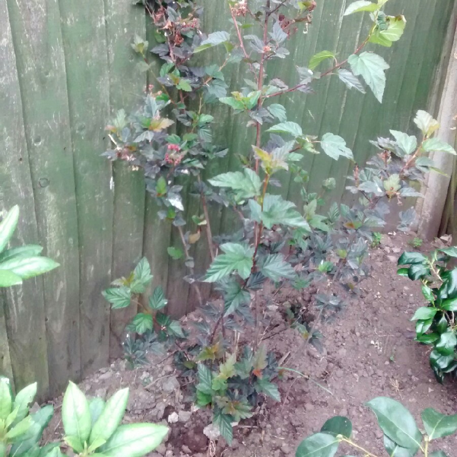 Plant image Physocarpus opulifolius 'Jefam' syn. Physocarpus opulifolius 'Amber Jubilee'