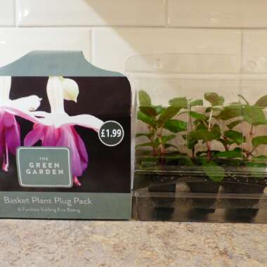 Fuchsia 'Eva Boerg'