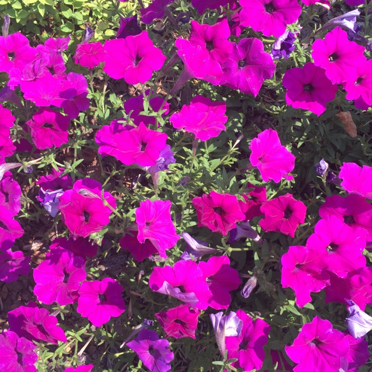 plant image 267551