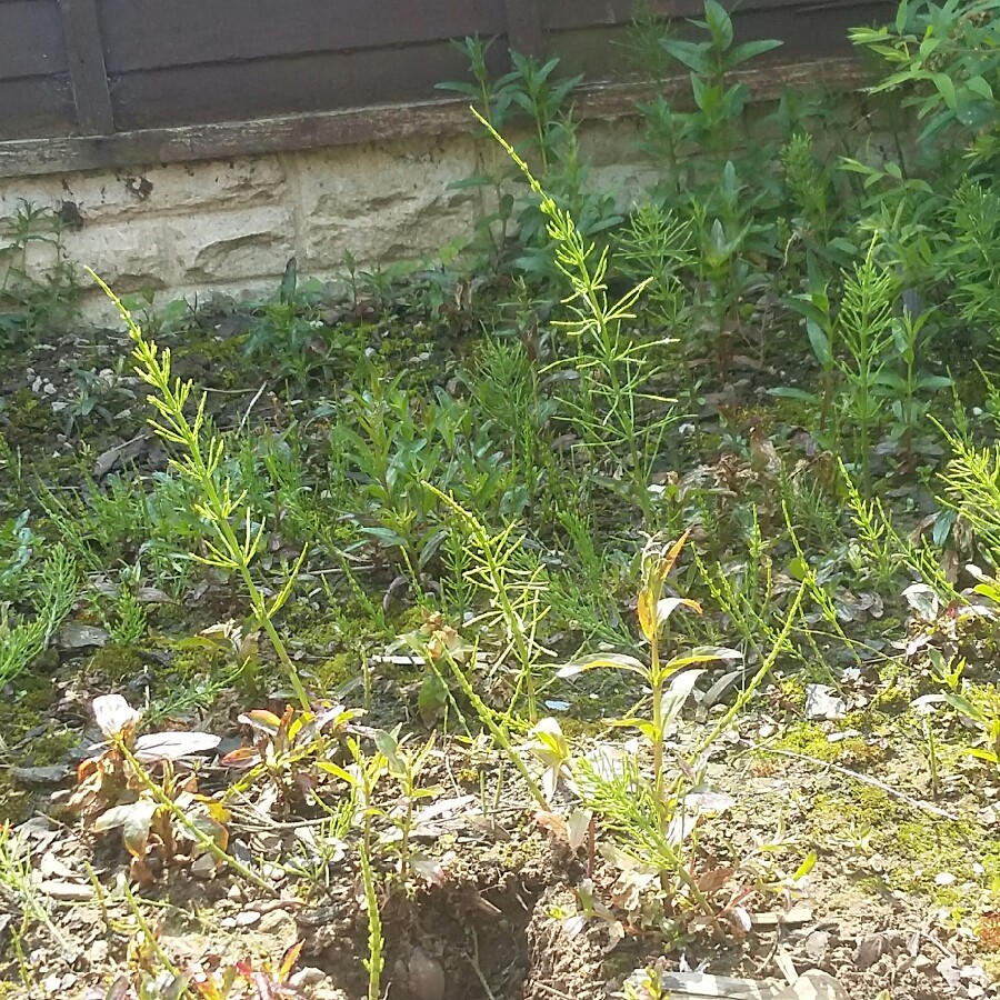 Plant image Equisetum arvense
