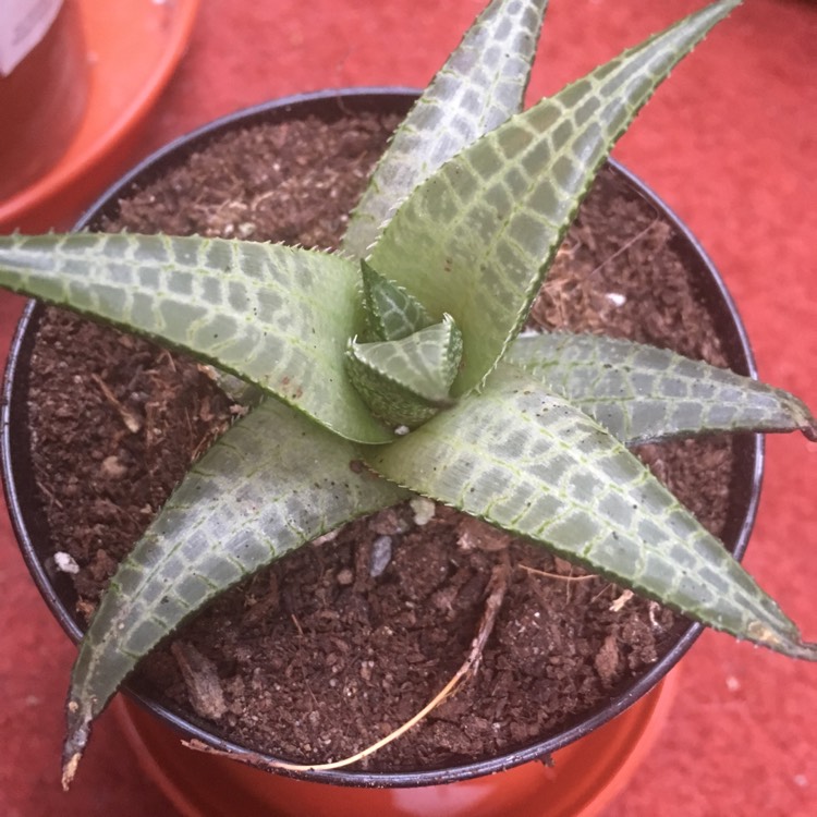 plant image 1008161 plant image 1008161