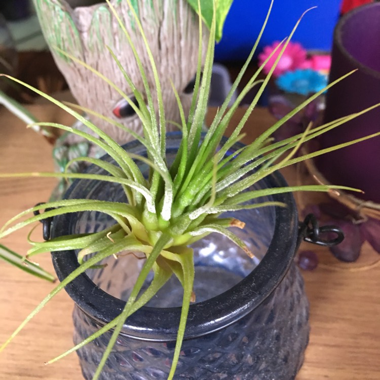 plant image 1065064