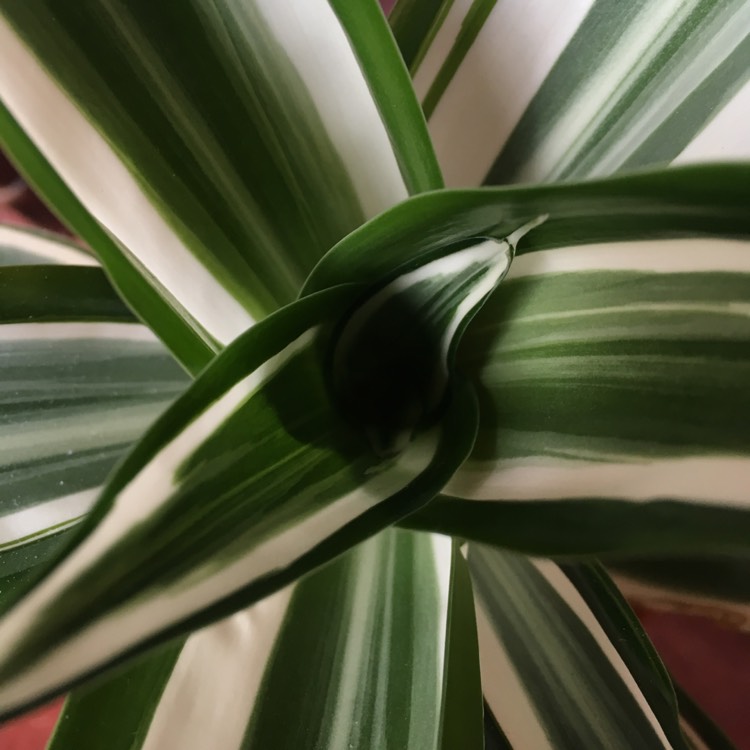 plant image 1073708 plant image 1073708