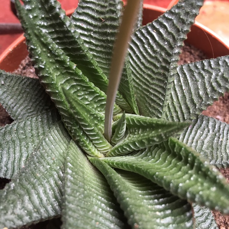 plant image 1073719 plant image 1073719
