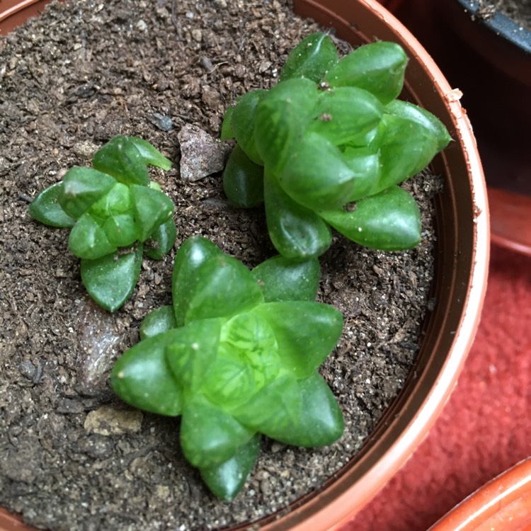 Plant image Haworthia cooperi var ' No 60' 