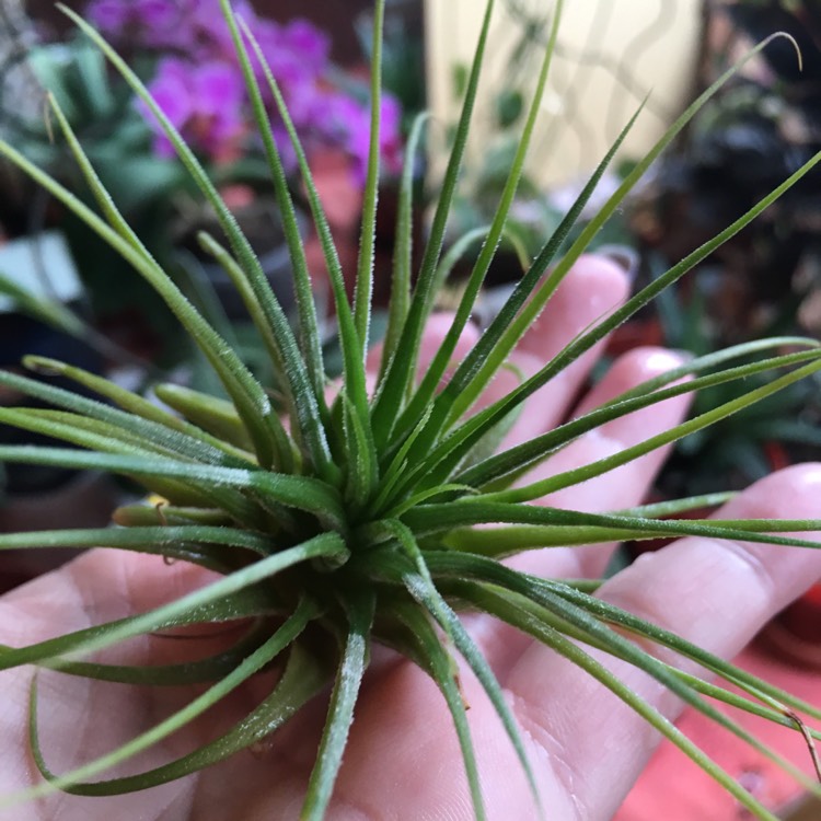 plant image 1166970