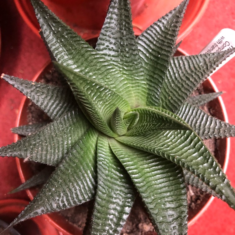 plant image 1256721 plant image 1256721