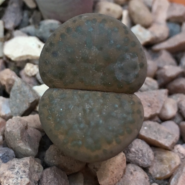 plant image 621495 plant image 621495