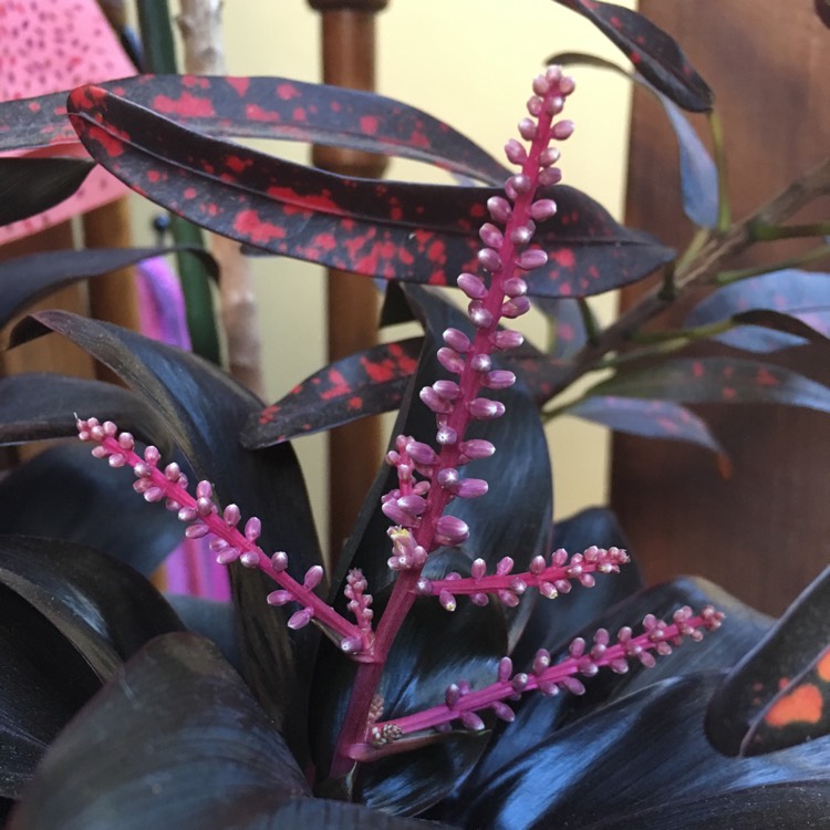Plant image Cordyline 'Purple Compacta'