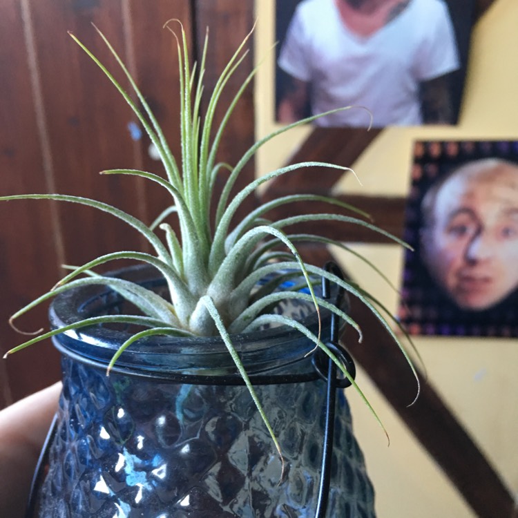 plant image 621973