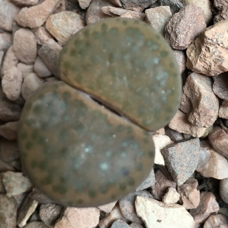 plant image 645932 plant image 645932