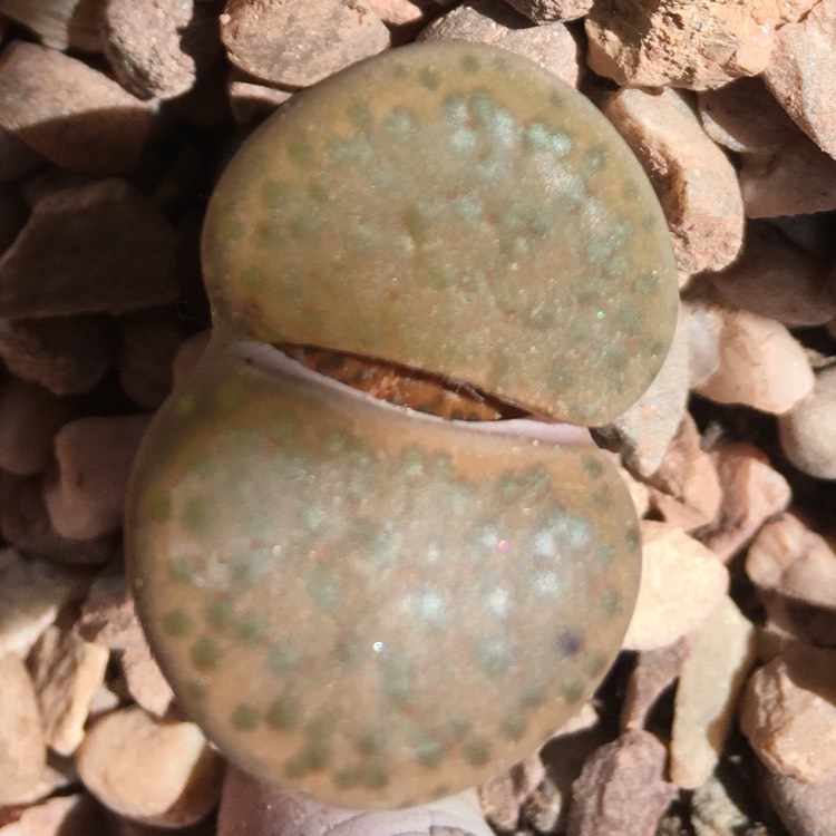 plant image 649656 plant image 649656
