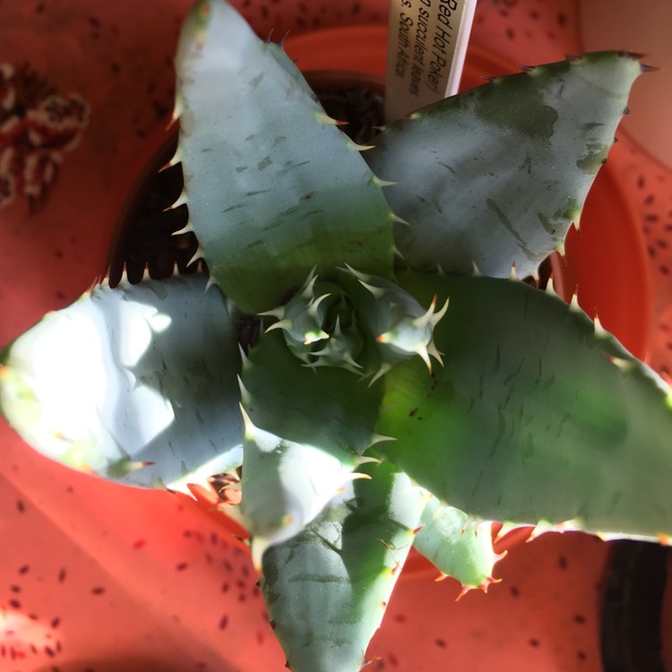 Plant image Aloe peglerae