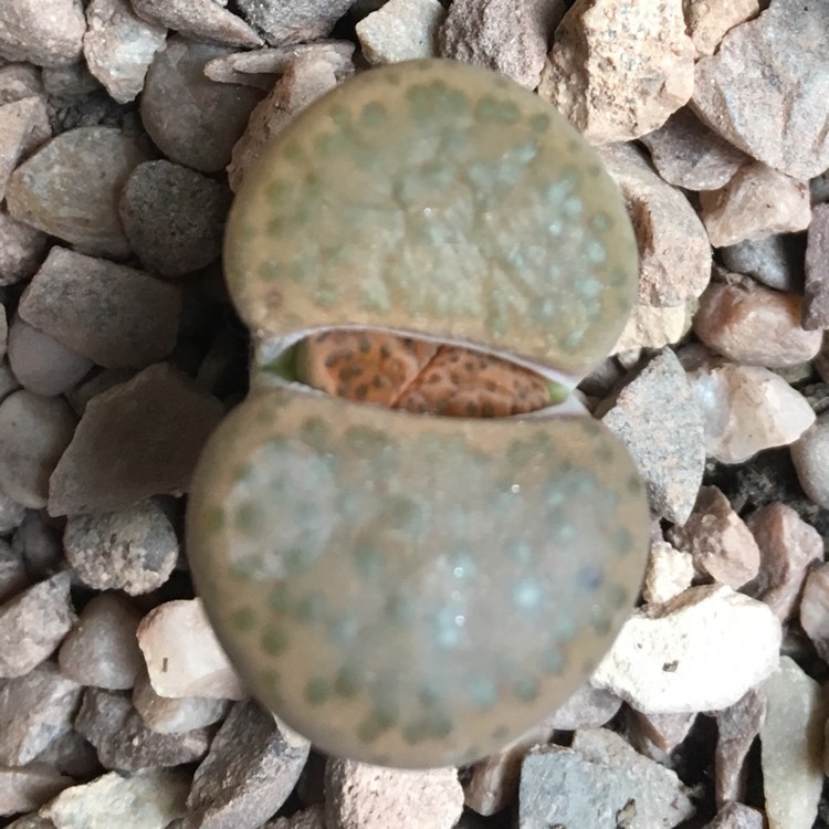 plant image 650649 plant image 650649