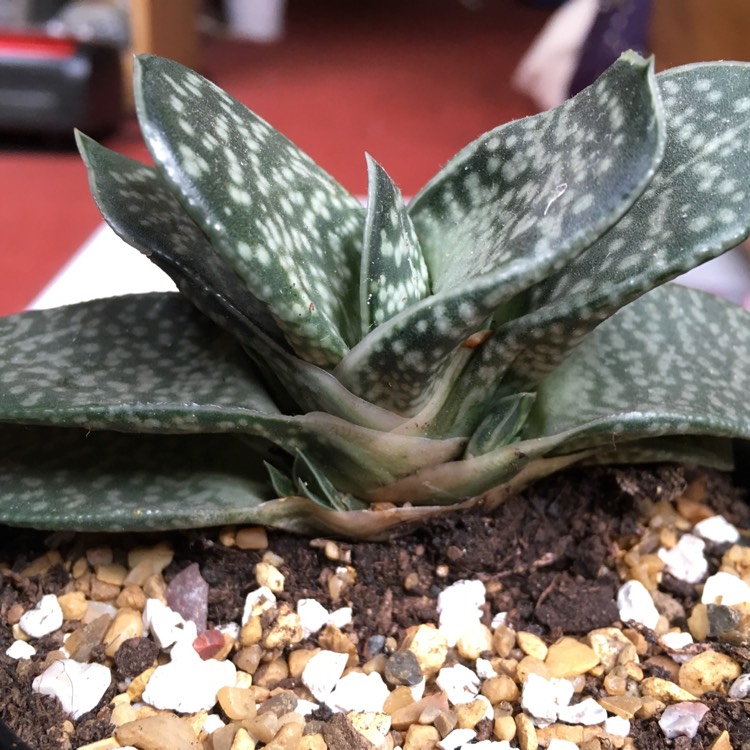 plant image 652727 plant image 652727