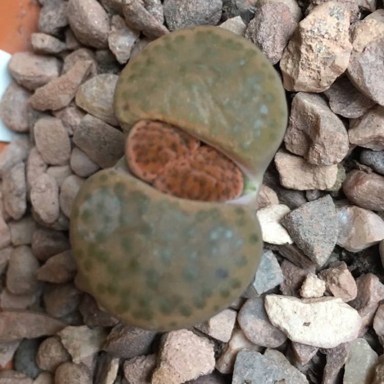 plant image 669322 plant image 669322