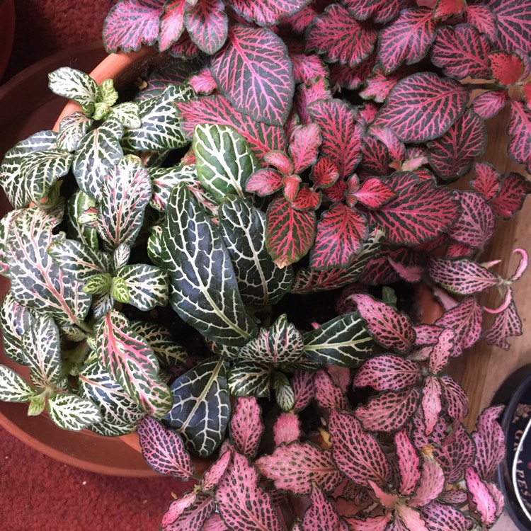 Fittonia albivenis var. Verschaffeltii, Nerve Plant - uploaded by ...