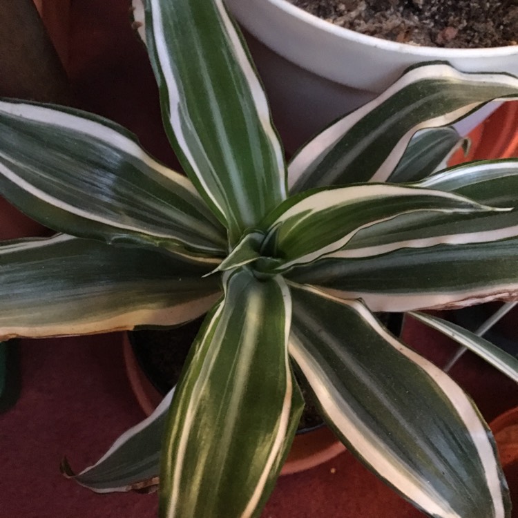 plant image 747102 plant image 747102