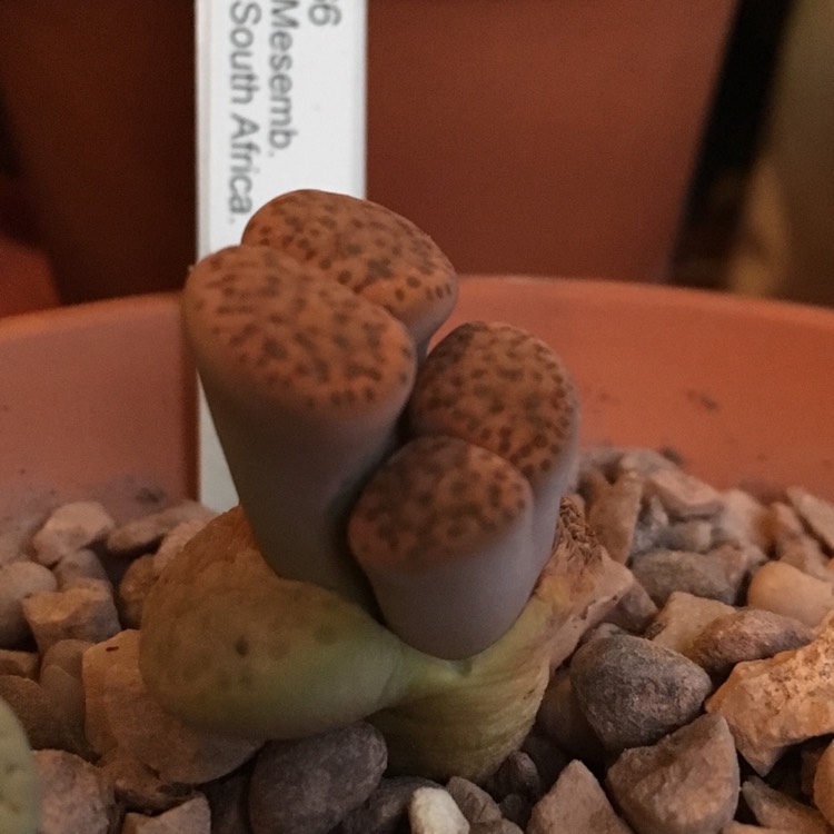 plant image 747105 plant image 747105