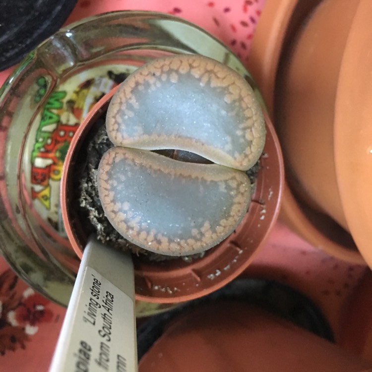 Plant image Lithops Aucampiae Kuruman C325