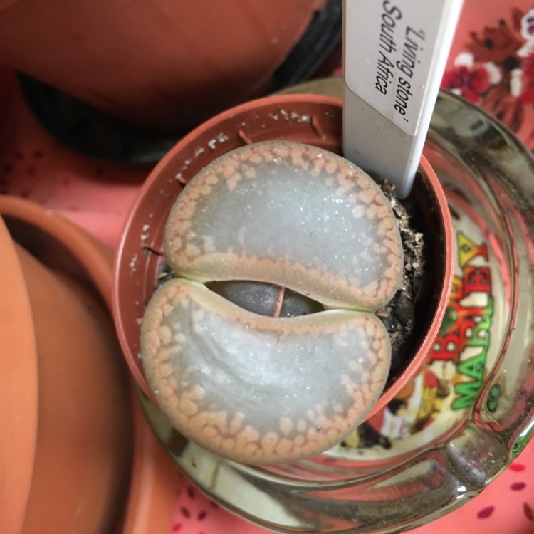 Plant image Lithops Aucampiae Kuruman C325