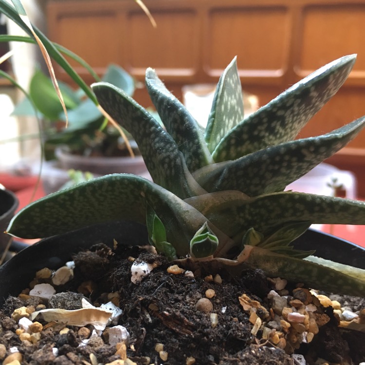 plant image 785778 plant image 785778