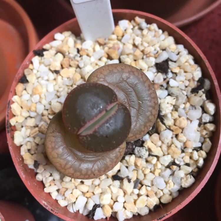 plant image 827339 plant image 827339
