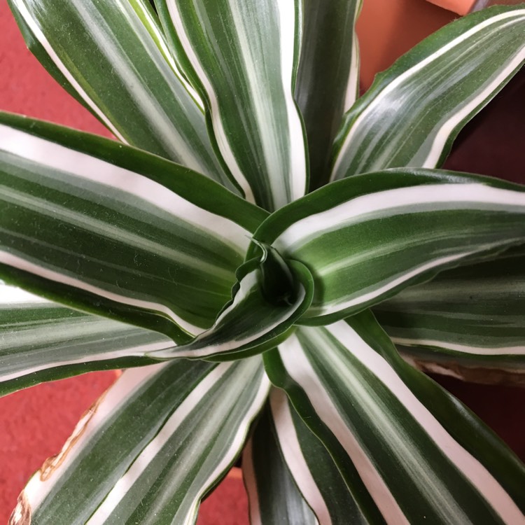 plant image 837125 plant image 837125
