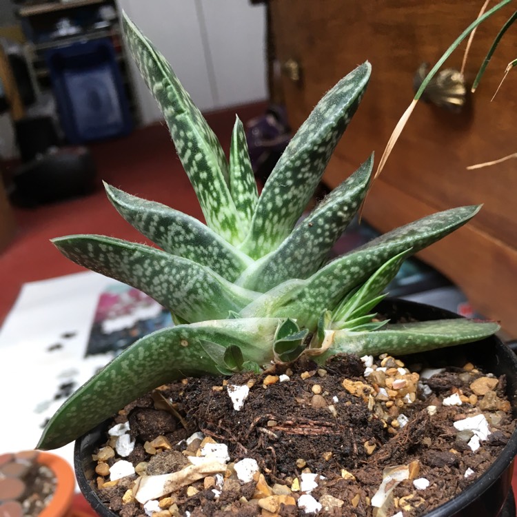plant image 837126 plant image 837126
