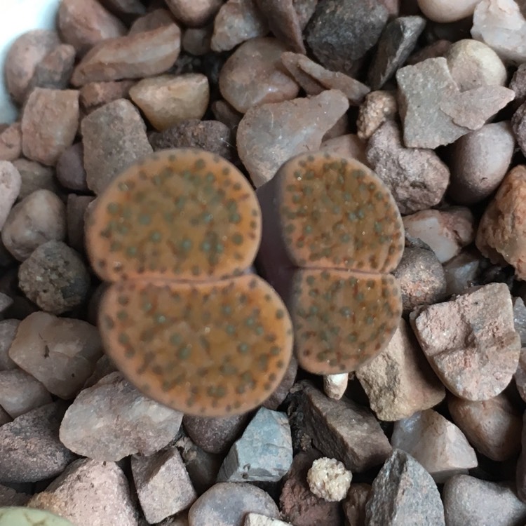 plant image 843580 plant image 843580