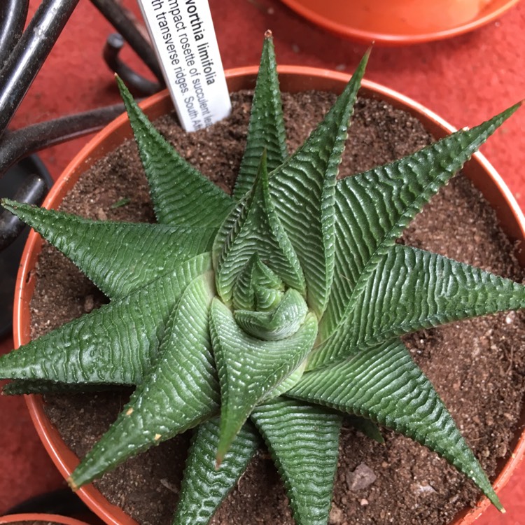 plant image 843607 plant image 843607