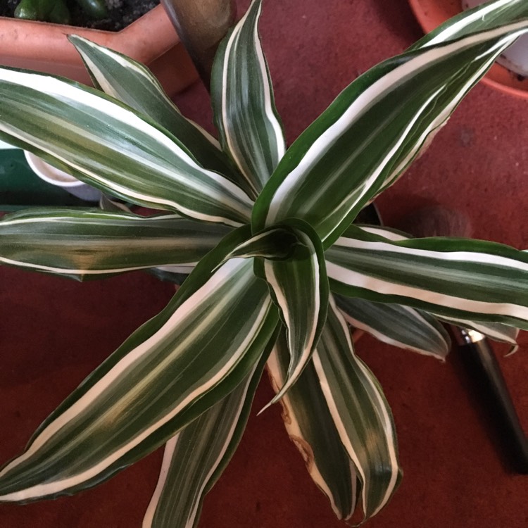 plant image 849941 plant image 849941