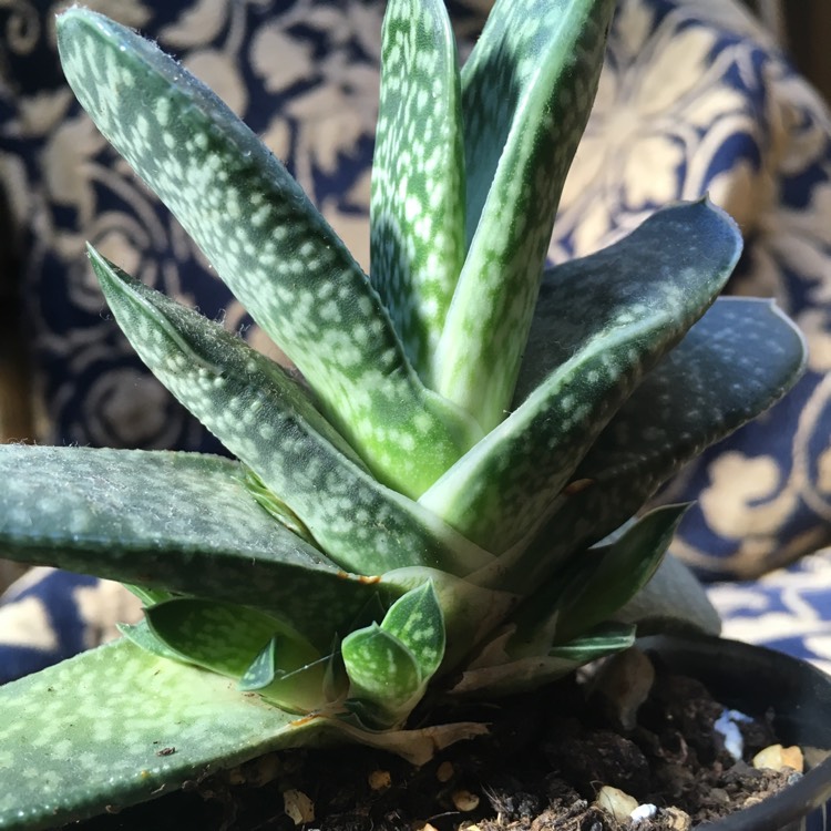 plant image 855050 plant image 855050