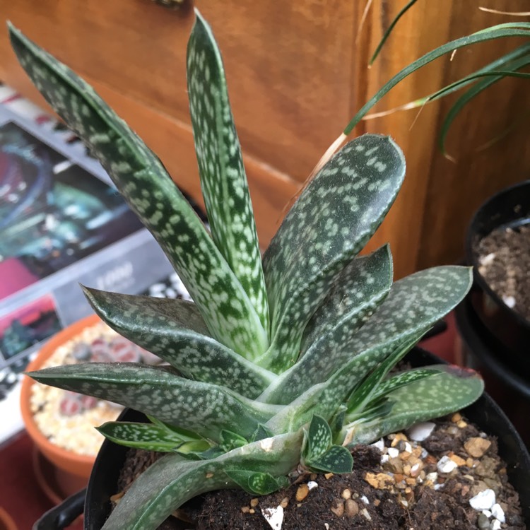 plant image 882724 plant image 882724