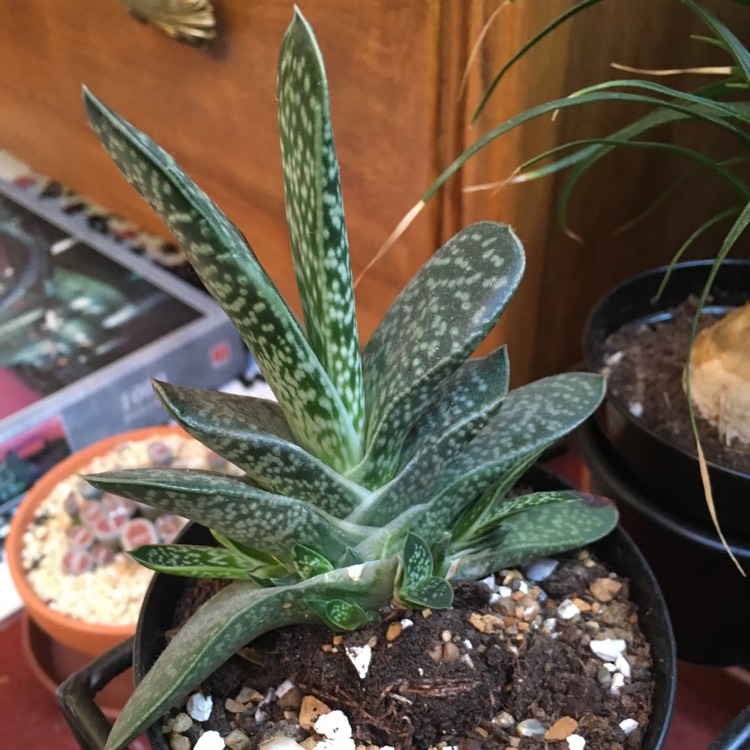 plant image 895494 plant image 895494